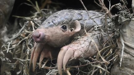 Le pangolin, victime d’un trafic mondial incontrôlé