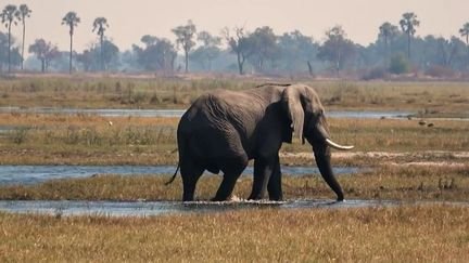 Au Botswana, les paysages et la faune du delta de l’Okavango émerveillent les touristes