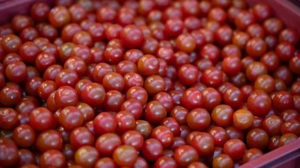 Des tomates cerises importées massivement du Maroc, les producteurs français voient rouge