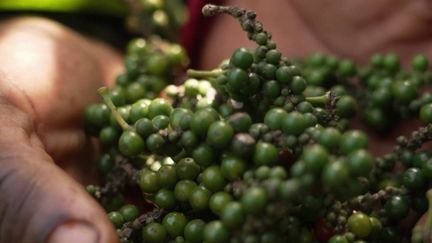Au Cameroun, le poivre de Penja est devenu un grand cru qui s’exporte à l’international