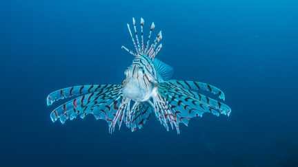 Des poissons tropicaux de la Mer Rouge partent à la conquête de la Méditerranée