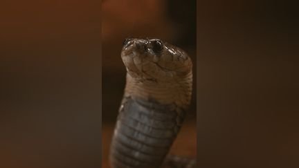 Le fléau des attaques de serpents